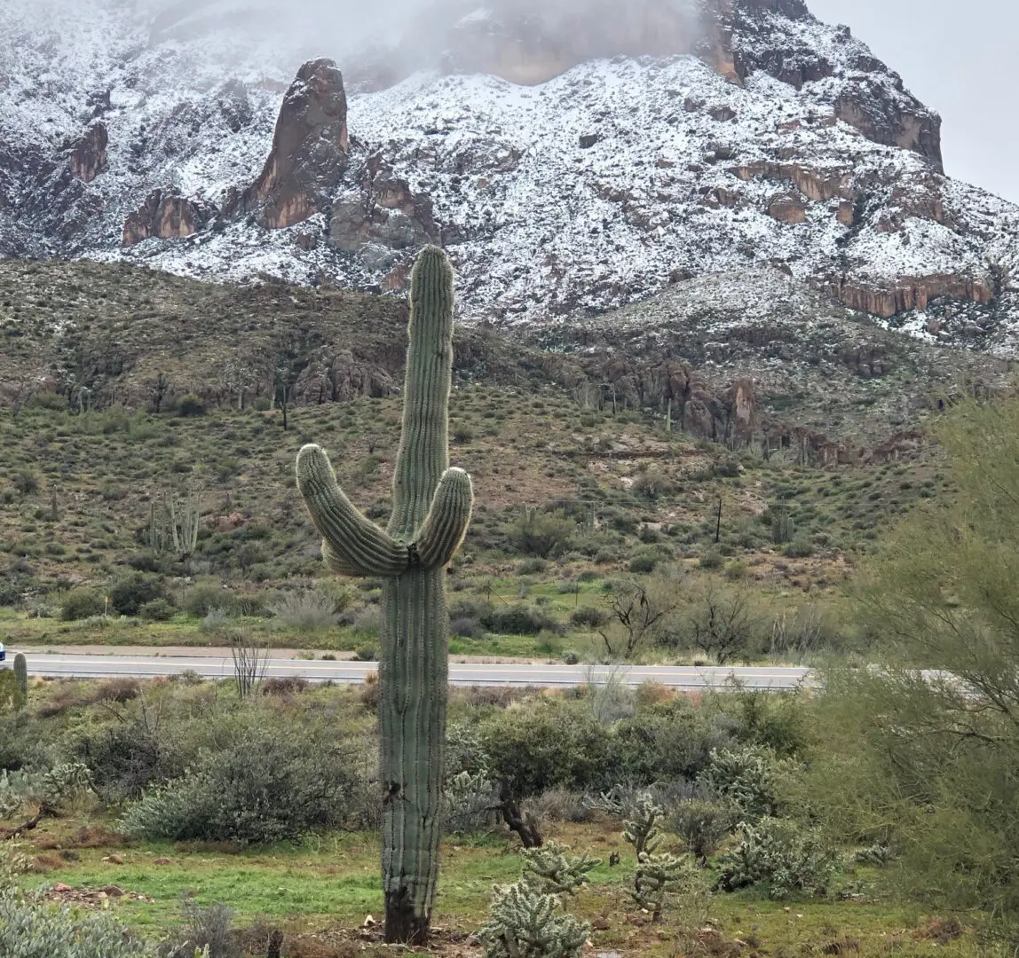 arizona-snow-saguaro